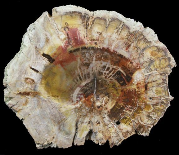 Petrified Wood (Araucaria) Slab - Madagascar #39544